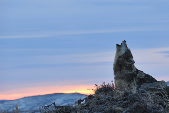 her-wolf: 	Howling Wolf at Sunrise by Anne-Marie Kalus    