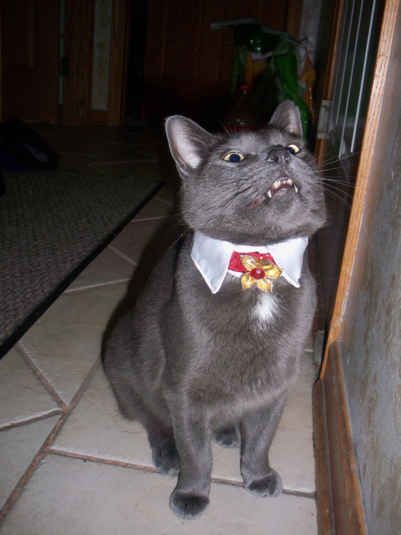 kittymudface:  My dashing vampire. 