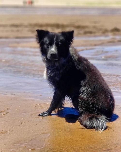 I have a pretty #Photogenic #Dog! #BorderCollie #BlueHeeler #DogsOfInstagram #PetsOfInstagram #SandD