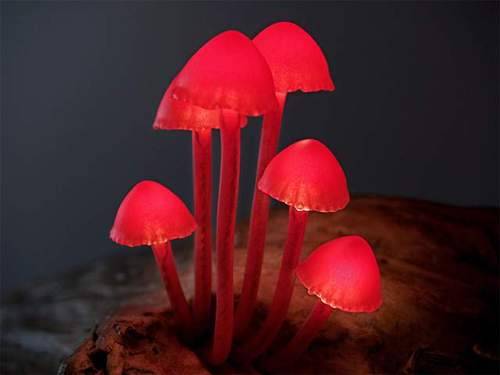 asylum-art:   Creative LED Lights Mimic Mushrooms in Nature by Yukio Takano A unique and magic way to brighten up your house / office / room (bathroom?) That’s the right atmosphere! For these LED Mushroom Lights we thank the Japanese designer Yukio