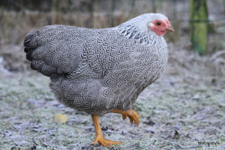 ainawgsd:Penciled/PartridgePenciling is a pattern of two to four black lines following the contour of the feathers on either a gold or silver (white) base. The dark brahma variety is silver penciled. In most breeds, gold penciled is called partridge.