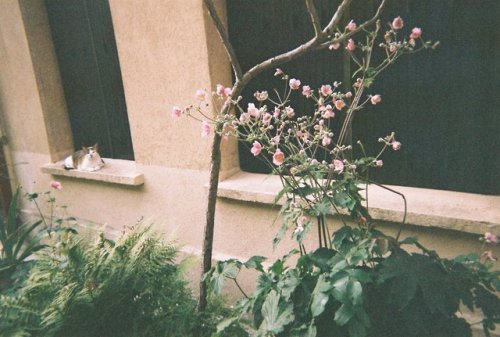 Some more film pictures of beautiful Paris in summer | film pt.2