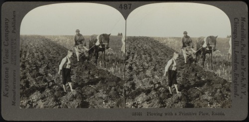 Plowing with a primitive native plow (Russia, c. 1879 - 1930).