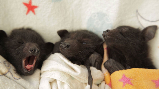 bloodstainbowbarnacle: paddysnuffles:  zooophagous:  g0dziiia:  makilikesflowers:  An angel  Wtf bats swim  Omfg  Here’s another little-known bat fact: Orphaned baby bats are often swaddled tightly like teeny burritos to mimic being cuddled by mom and