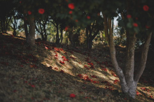 2022-03-27Spring, CamelliaCanon EOS R3 + RF50mm f1.2LInstagram  |  hwantastic79vivid