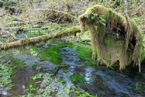 bright-witch: The Garden of Sun and Rain ◈ Pacific Northwest photography by Michelle N.W. ◈ ◈ Print 