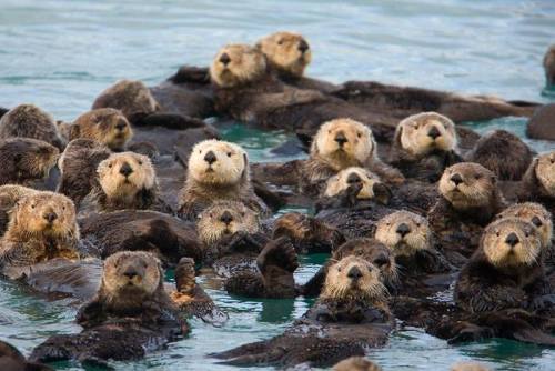 Did you know that Sea Otters hold hands when they sleep?
This is a natural instinct called “rafting” that keeps them from drifting away in rough waters. A raft typically contains 10 to 100 animals. The largest raft ever seen contained over 2000 sea...