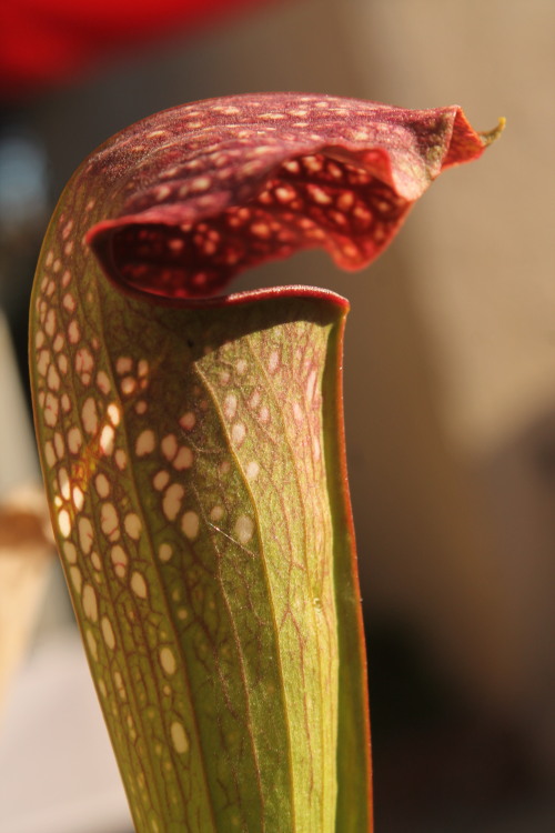 Sarracenia x excellens, a naturally occurring American Pitcher Plant hybrid. Plants like this can be