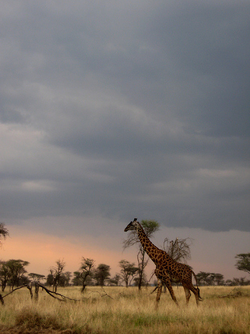 Serengeti - Tanzania (von Woodlouse)