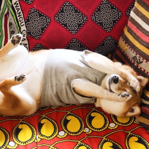 madammaria:  mustardtigress:  The lovely Maruko, shibe of @tommyrts.  @skeletondoggy 