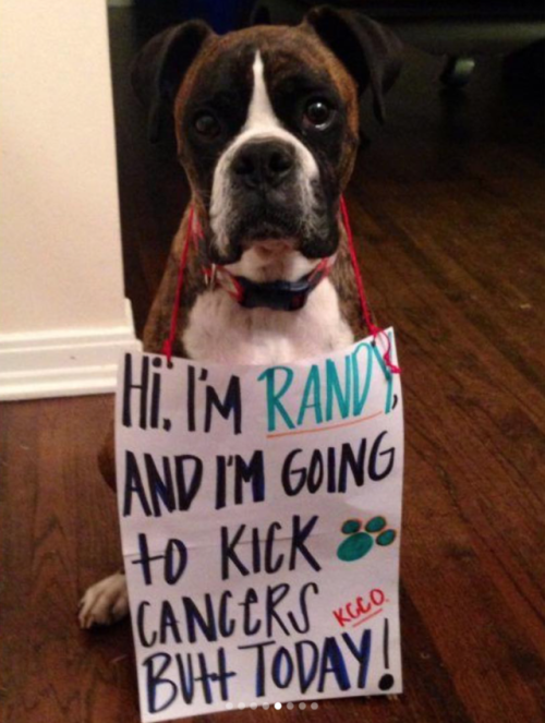 oh-we-are-the-infinity - babyanimalgifs - Dogs who beat cancer and...