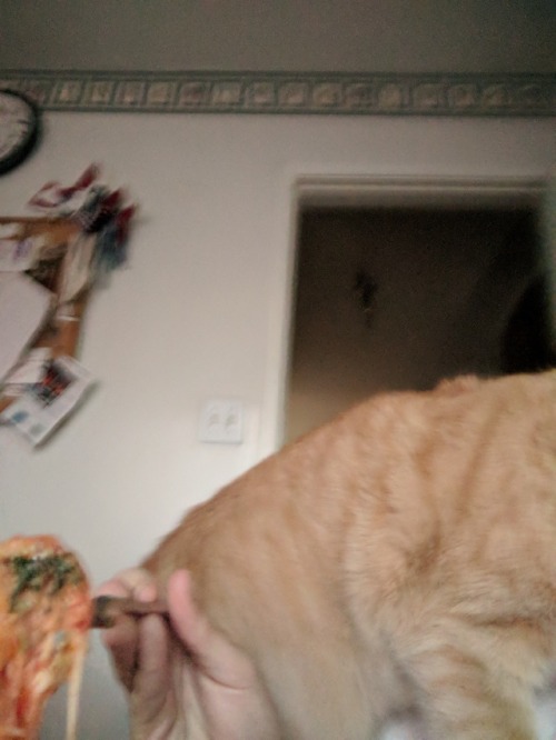 me trying to eat my lasagna vs the clingiest cat in the world