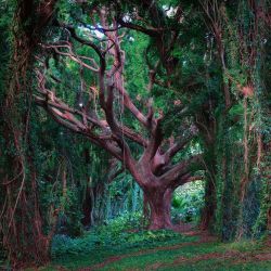 bonitavista:  Tree of Life, Maui, Hawaii photo by andre 