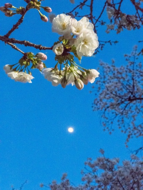 cherry blossom and the moon