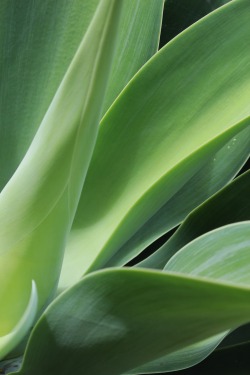yirn:  in a green mood today, my photography 