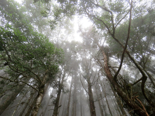 foggy forest by 小佳 顏