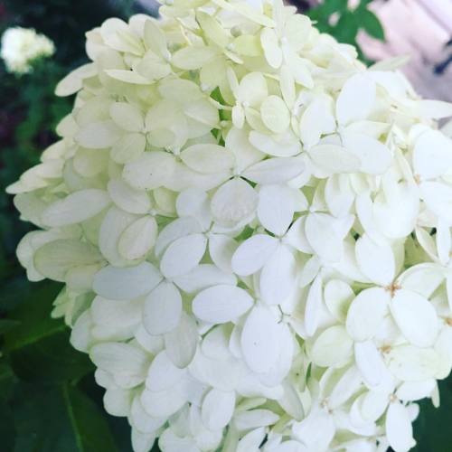 Hello #hydrangea! #limelight #clarendon #flowers