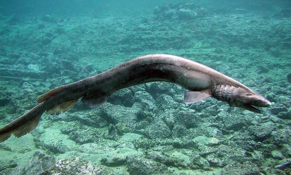 end0skeletal:  The frilled shark (Chlamydoselachus anguineus) is one of two living