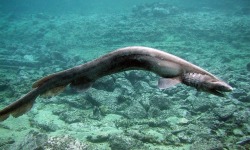 end0skeletal:  The frilled shark (Chlamydoselachus