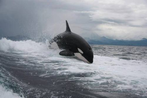 suckfarts:blackfishsound:Photos by Marisol Jenkins of an orca riding in a boat’s wake off of Baja Ca