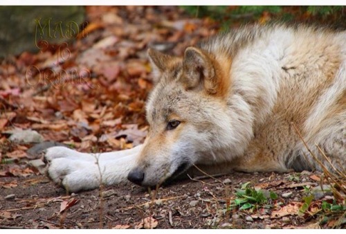 XXX wolfsheart-blog:  Autumn Wolf by Dan Bacon photo