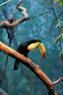 flowerling:  toucan! | pinguino 