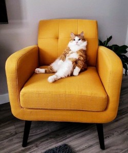 catasters:
