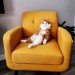 catasters: