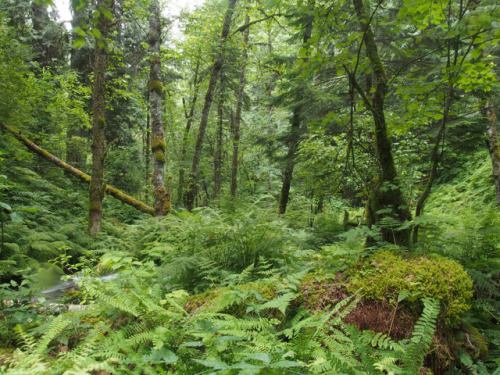 90377:Inland Temperate Rainforest, North Idaho by Paden Gould