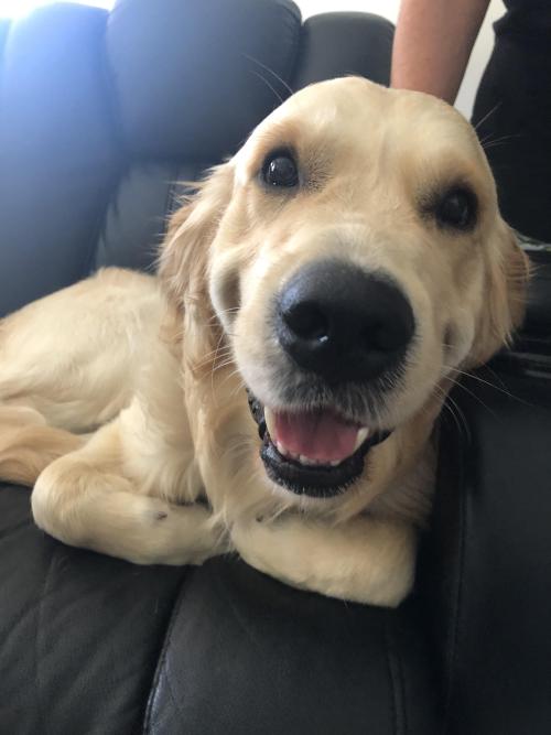 golden-retriever-overload