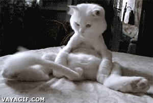catsdogsblog:  More GIFs: http://catsdogsblog.tumblr.com