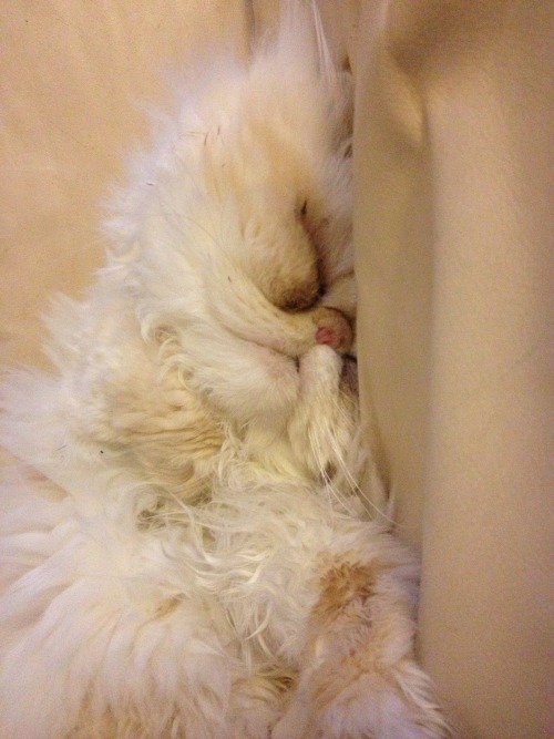 lucifurfluffypants: Return of the Fluffy Facts Friday! 1. I excel at sneezing in people’s face