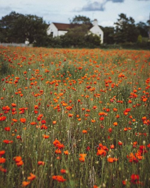 eyeheartfarms:Poppy field