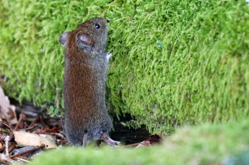 Bank vole/skogssork.