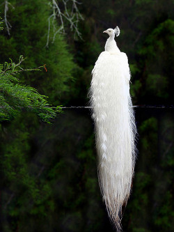 fairy-wren:  White Indian Peafowl. Photo