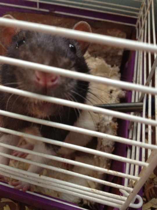 Porn Pics my rat went into an absolute tizzy when i