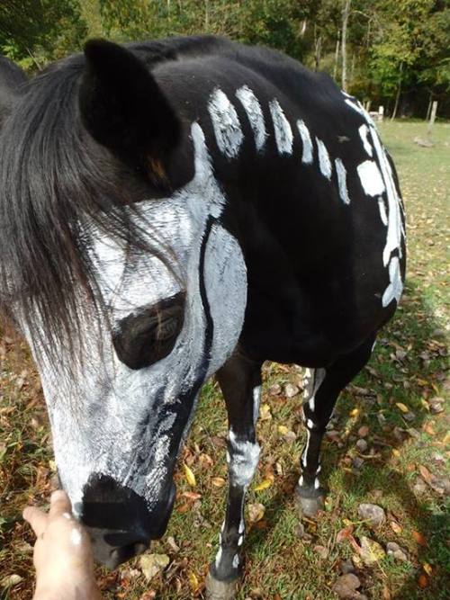 moshita:  Raven the Skeleton Horse  Sandy Cramer of Knot Just Rope tack shop has a jet black horse named Raven. Raven is very patient and stood for 2.5 hours for her Halloween paint job as a skeleton. The ten-year-old horse was first painted for Halloween