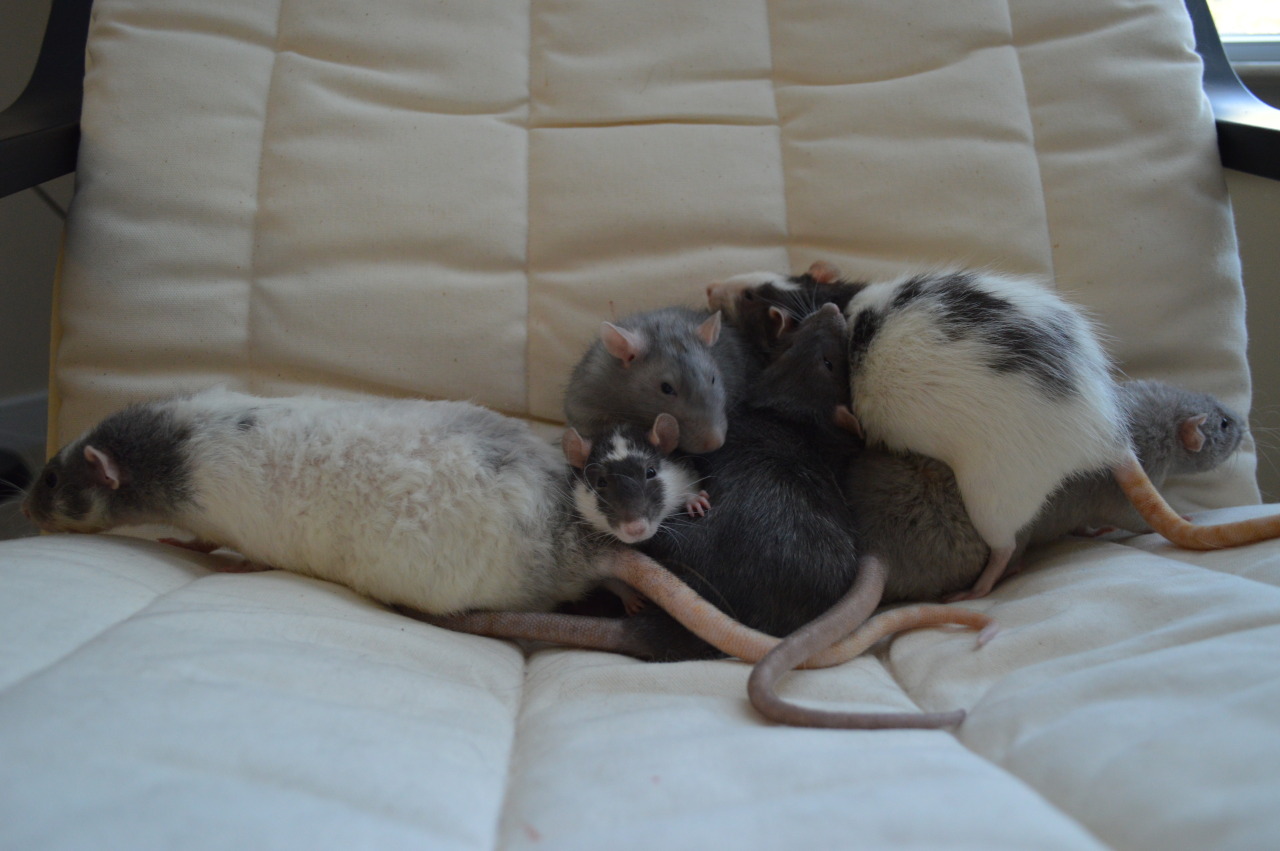 karasratworld:  &ldquo;Ooh is this a new chair!? We should explore&rdquo;
