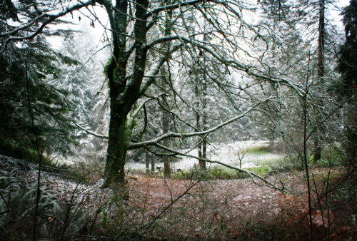 quiet-nymph:Pacific Northwest photography by Michelle N.W.☼Print Shop☼ ☼Blog☼☼ Please do not remove 