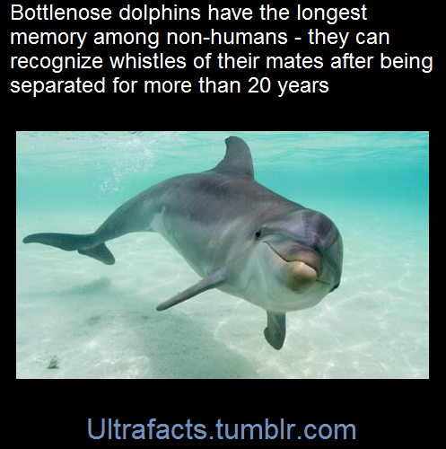 ultrafacts:  (Fact Source) Follow Ultrafacts for more facts 