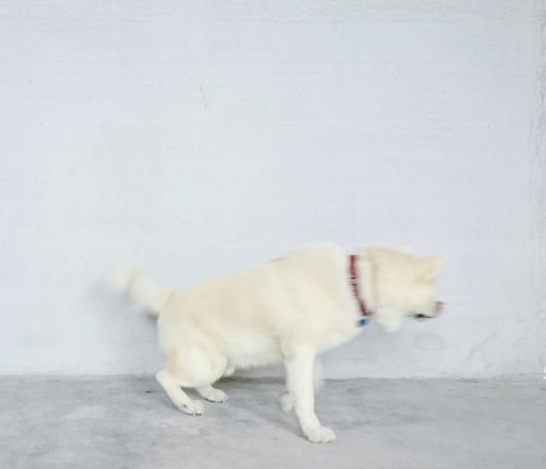 #秋田犬 #秋田犬將 #將 #akitaclub #akitadog #akita #japanesedog #akitainu #dog #犬 # www.instagram.com