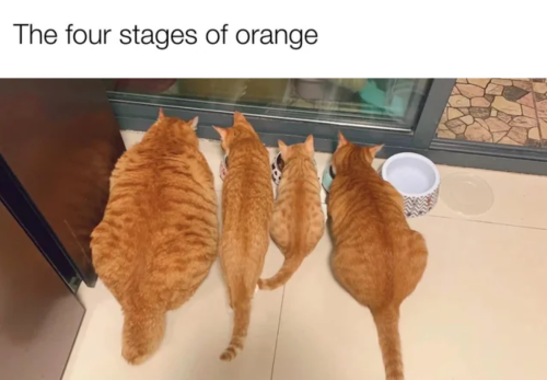 only-cat-memes:Your daily dose of cat memes