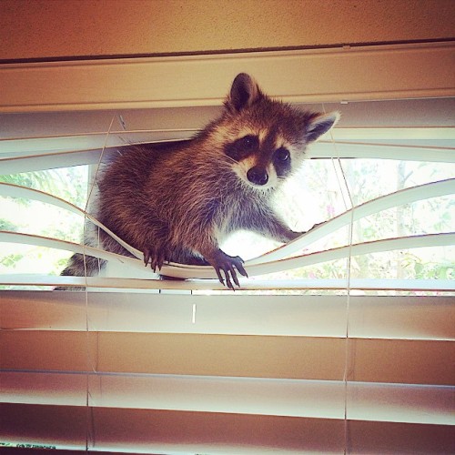 awesome-picz:    Orphaned Raccoon Rescued By Family With Dogs Thinks She’s A Dog, Too. 