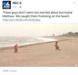 fuckingflorida:  How real Floridians feel about all hurricanes 