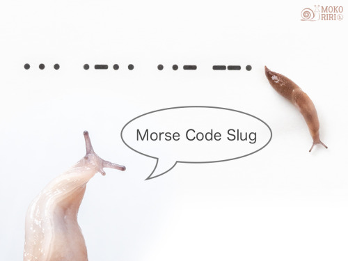 My footprints. Morse Code Slug僕の足跡 モールス信号のスラッグ