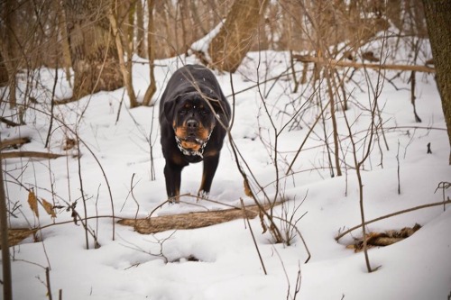 Gracie girl loves the snow.