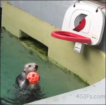 animal-factbook:  Sea otters are extremely good at water versions of human sports