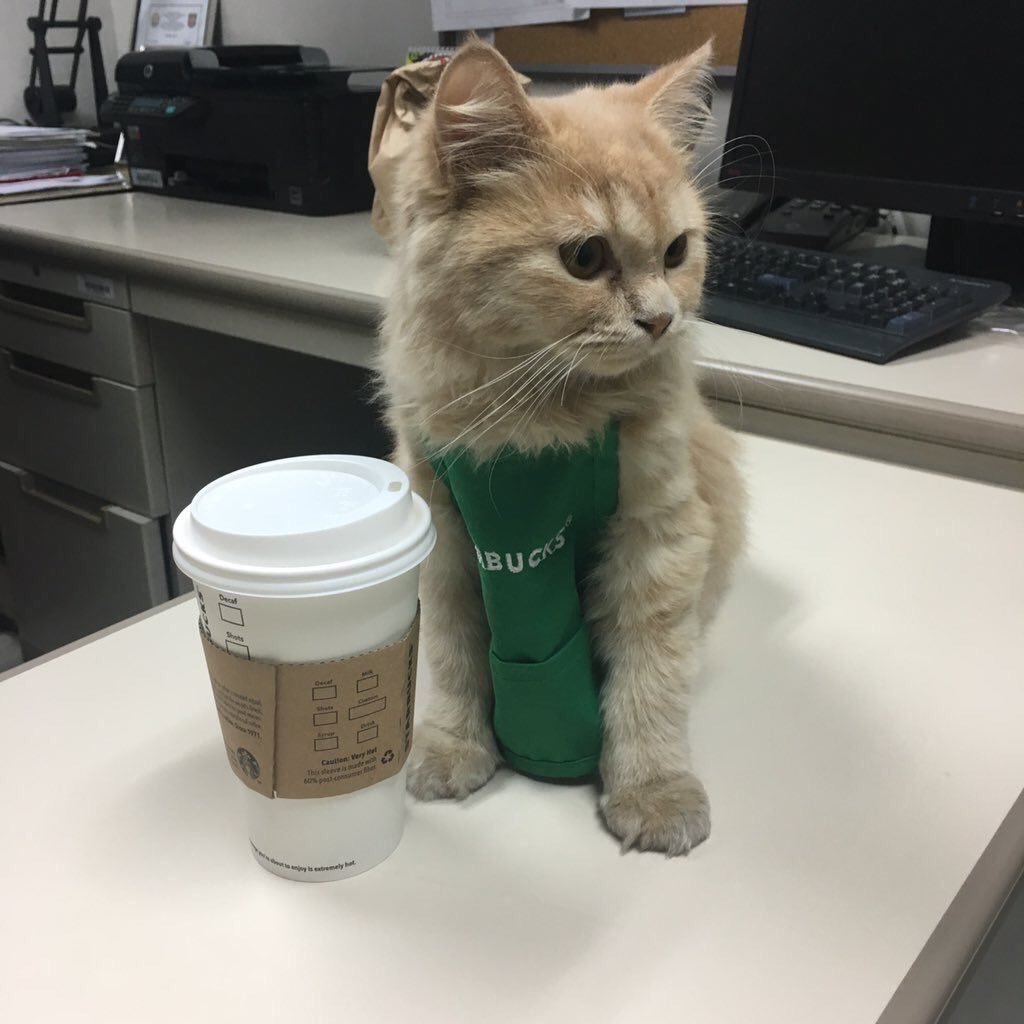 kitty & cat posts / memes
