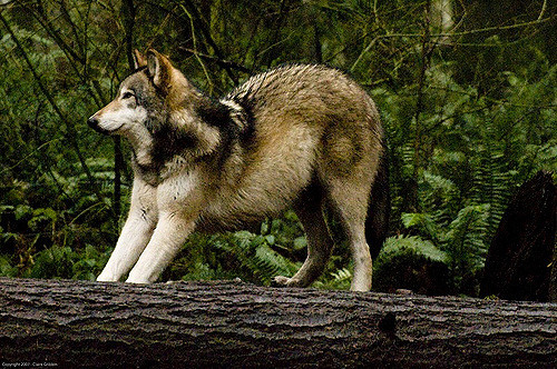 wolfsheart-blog:    Wolf Stretching by   Claire Gribbin  