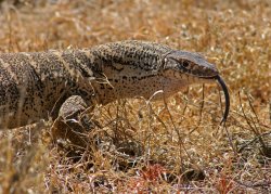 reptilesrevolution:  Spencer’s Monitor